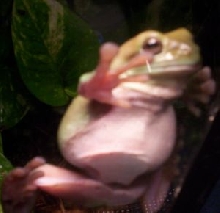 Oliver on the glass