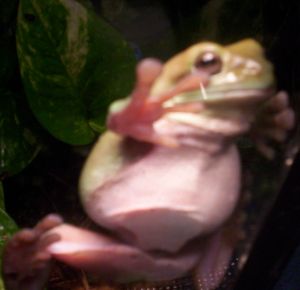 Oliver on the glass