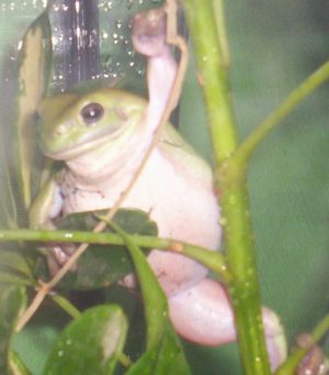 Oliver in the tree