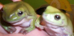 Oliver and Henry