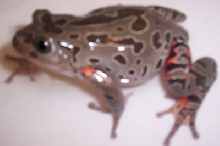 Red legged pan frog