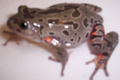 Red legged pan frog