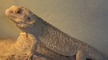 Hypo Beardie