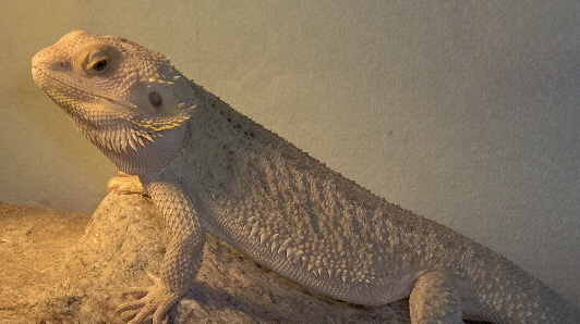 Hypo Beardie