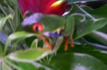 in the tree