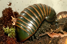 Pill Bug