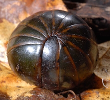 Giant Pill Bug Milliped asleep