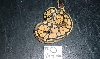 snake 2