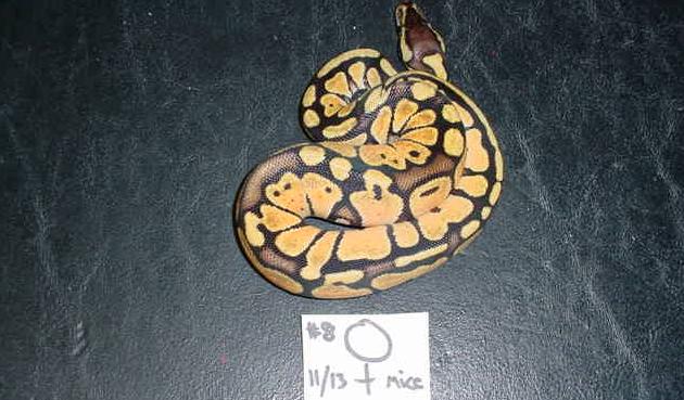 snake 2