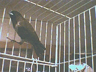 please help identify again thank you all