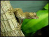 UROPLATUS GUNTHERI