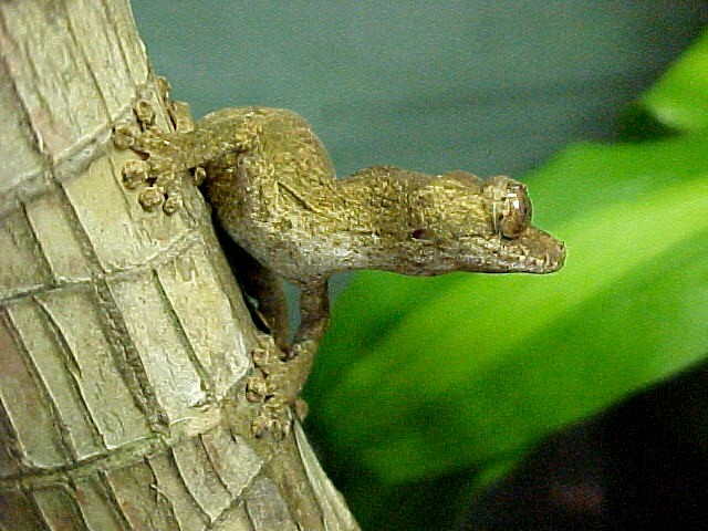 UROPLATUS GUNTHERI