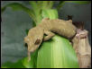 UROPLATUS GUNTHERI