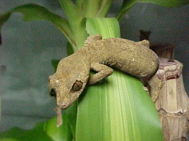 UROPLATUS GUNTHERI
