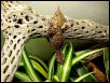 PHYLURUS PLATURUS