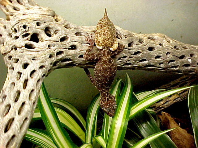 PHYLURUS PLATURUS