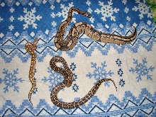 the 3 pythons