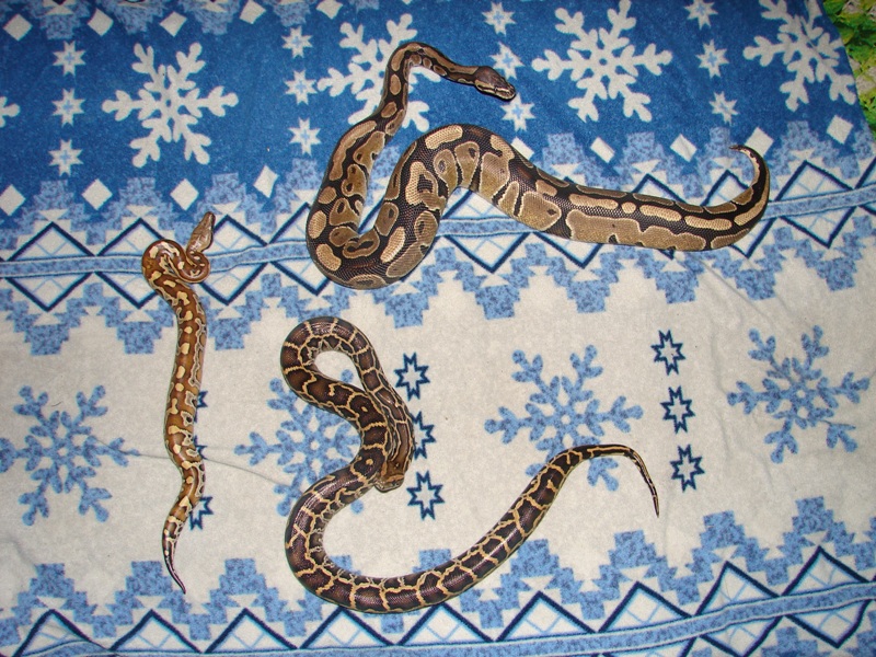 the 3 pythons