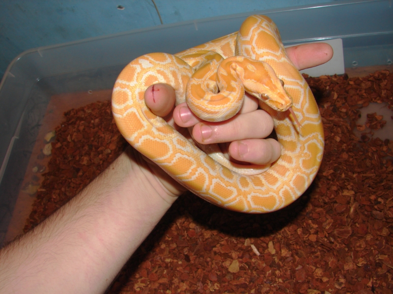 albino burm female, just cruising around