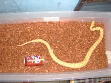Compared to a 12oz. soda can