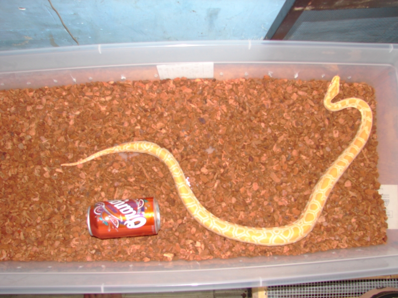 Compared to a 12oz. soda can
