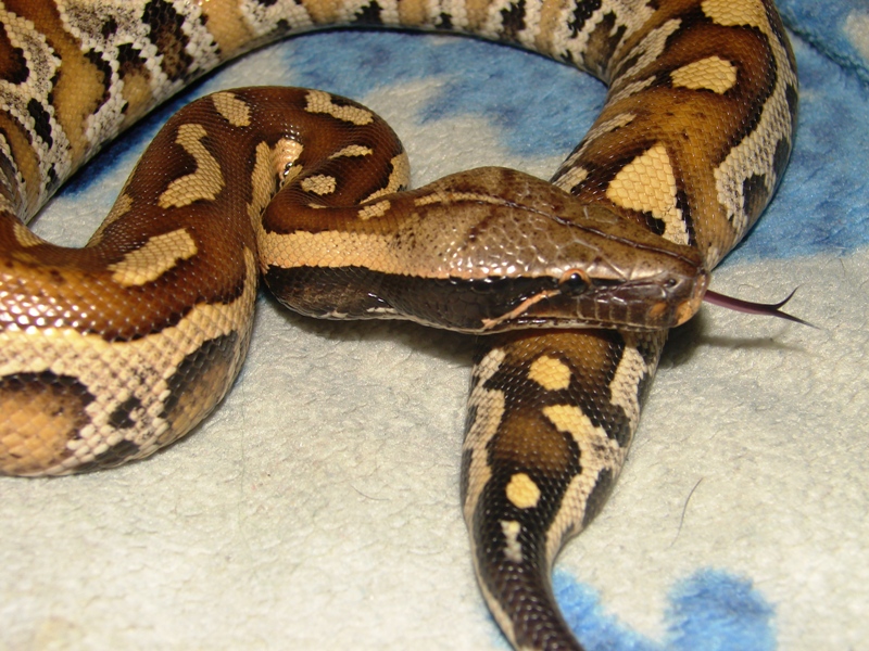 Blood python