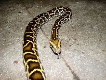 Burmese python