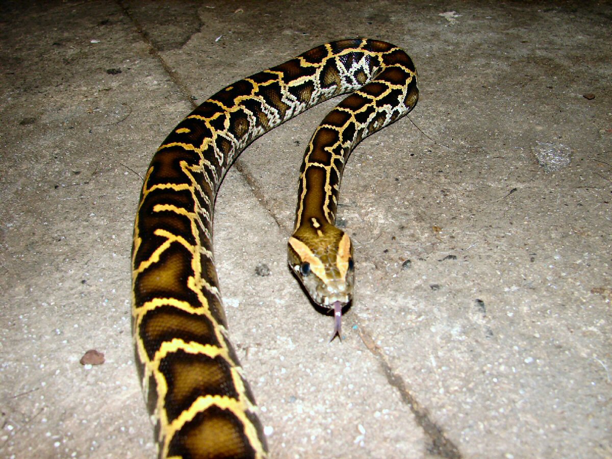 Burmese python
