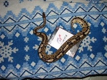 My female ball python
