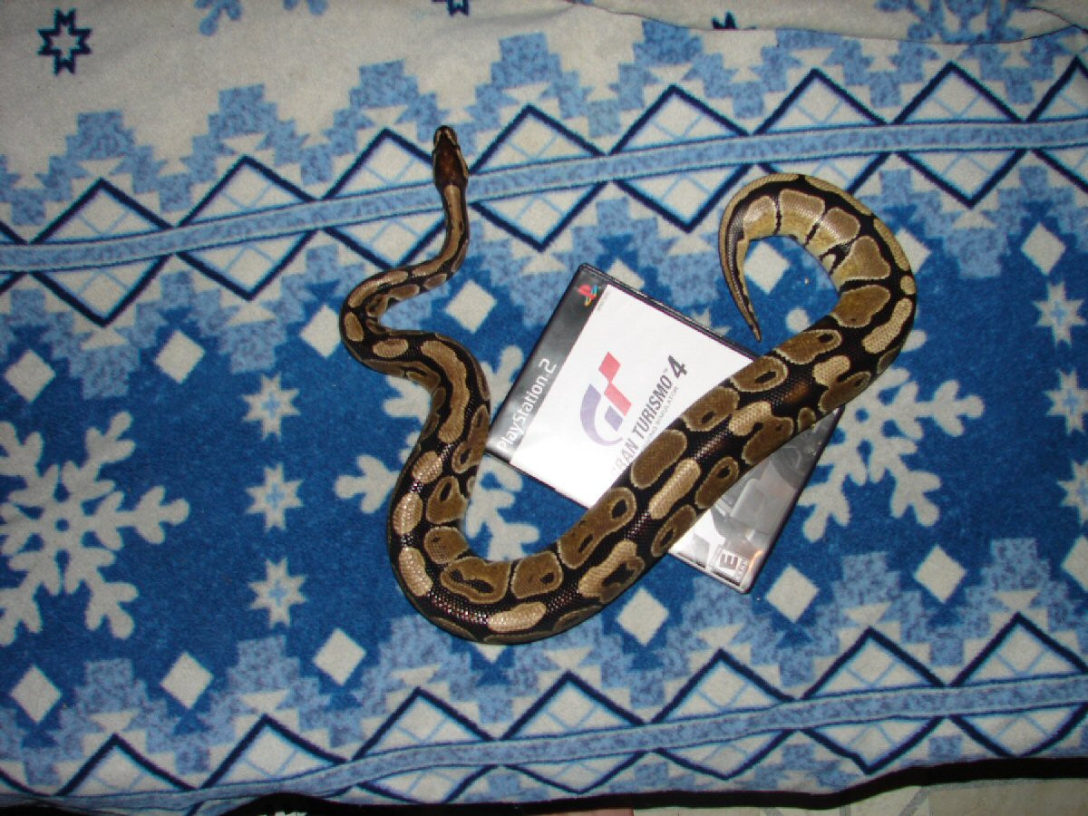 My female ball python