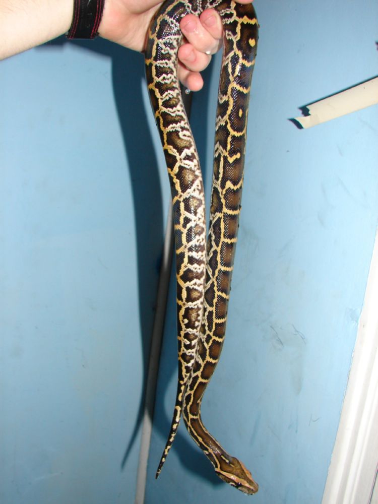 burmese