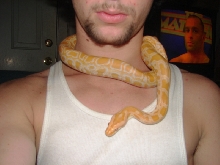 Albino burm