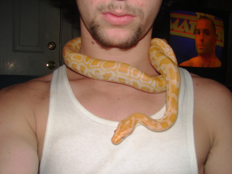 Albino burm