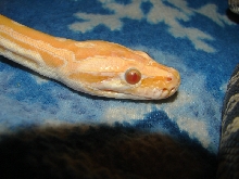 Burm eyes