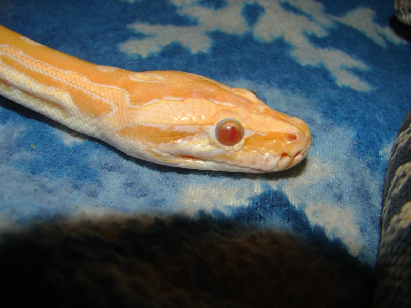 Burm eyes