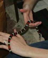 Baby Adobe