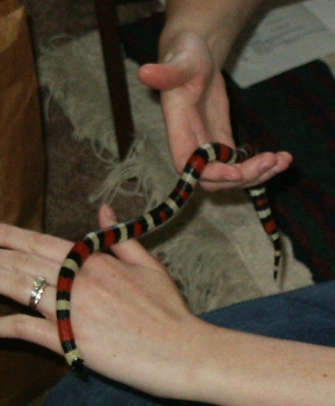 Baby Adobe