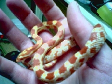 "Buttercup" Amelanistic Corn snake