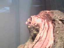 Nigel