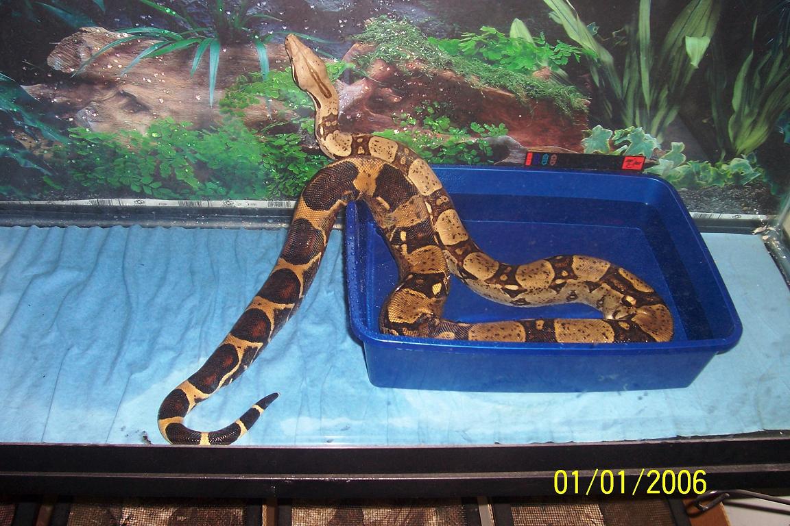 Bo: My Free Male