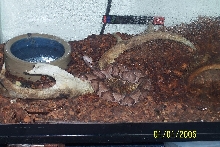 Todd: my southern copperhead