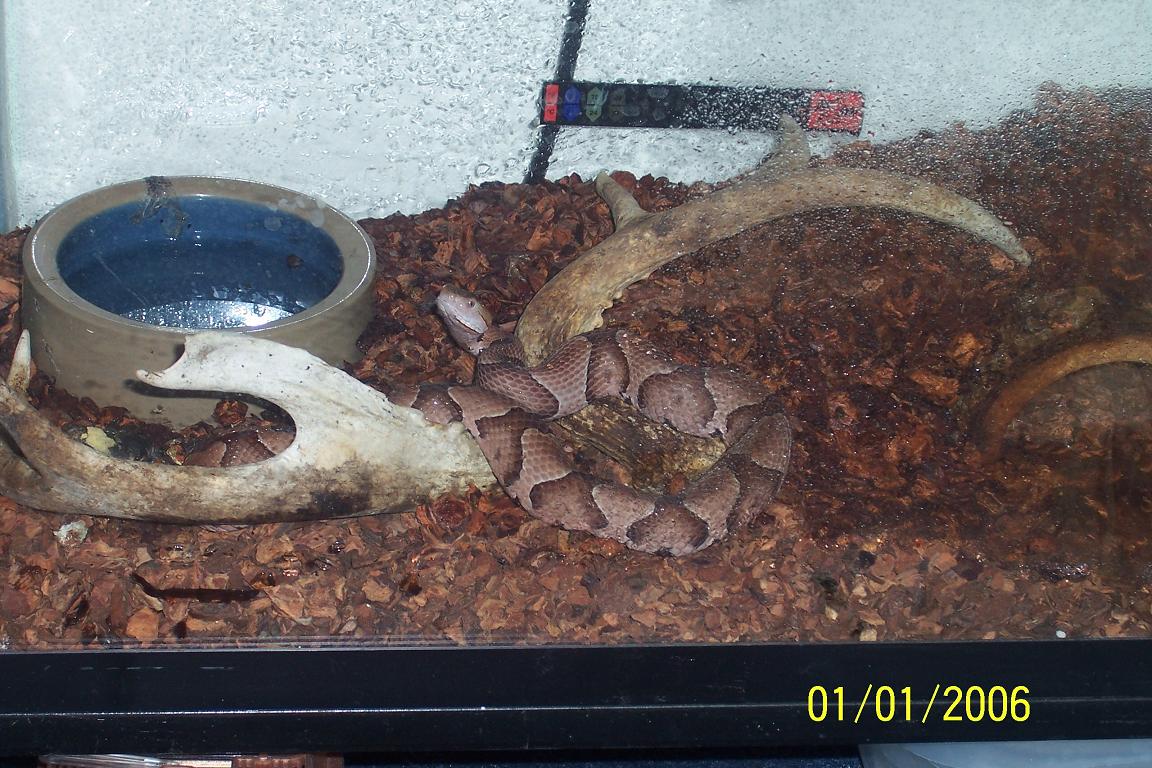 Todd: my southern copperhead