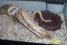 Mia: Albino Bannana cal king
