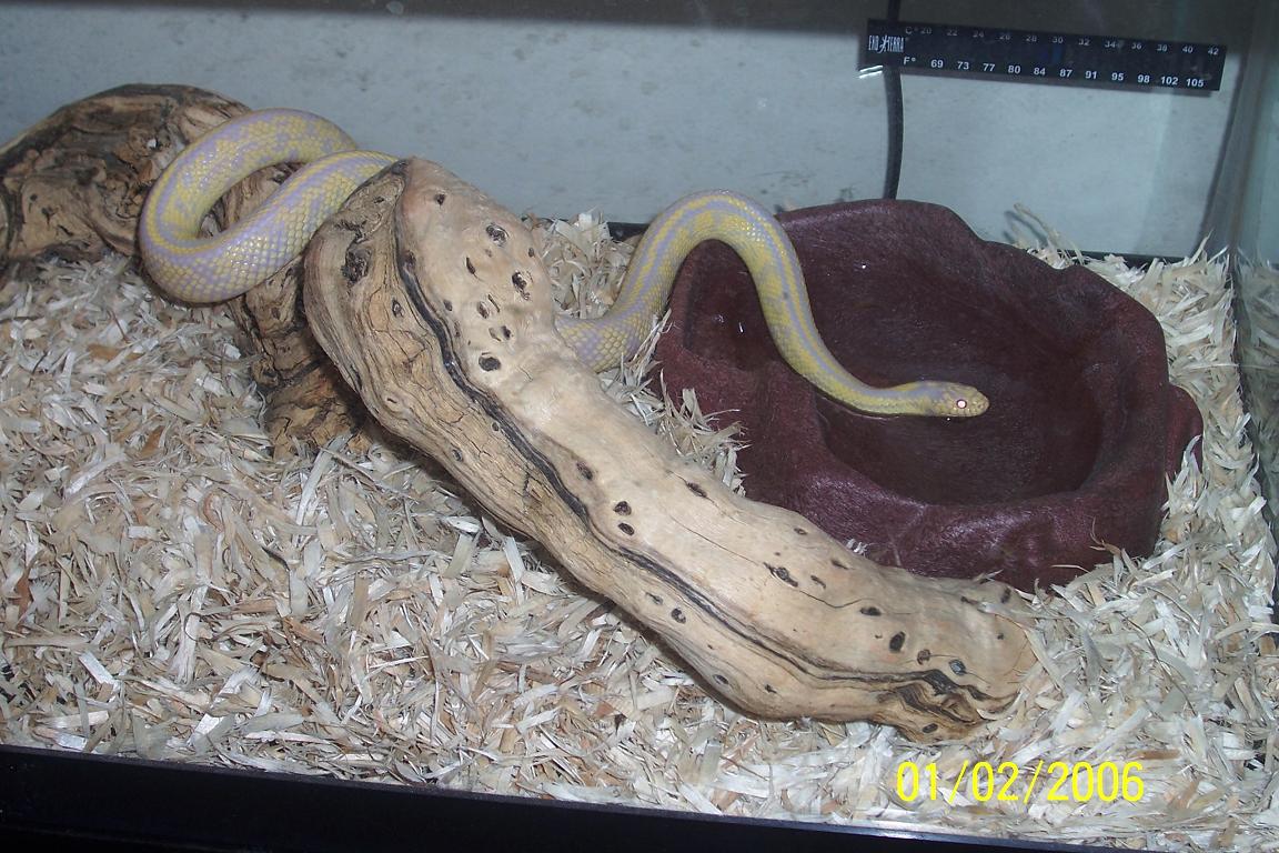 Mia: Albino Bannana cal king
