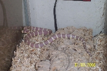 Jewel: Lavender albino cal king
