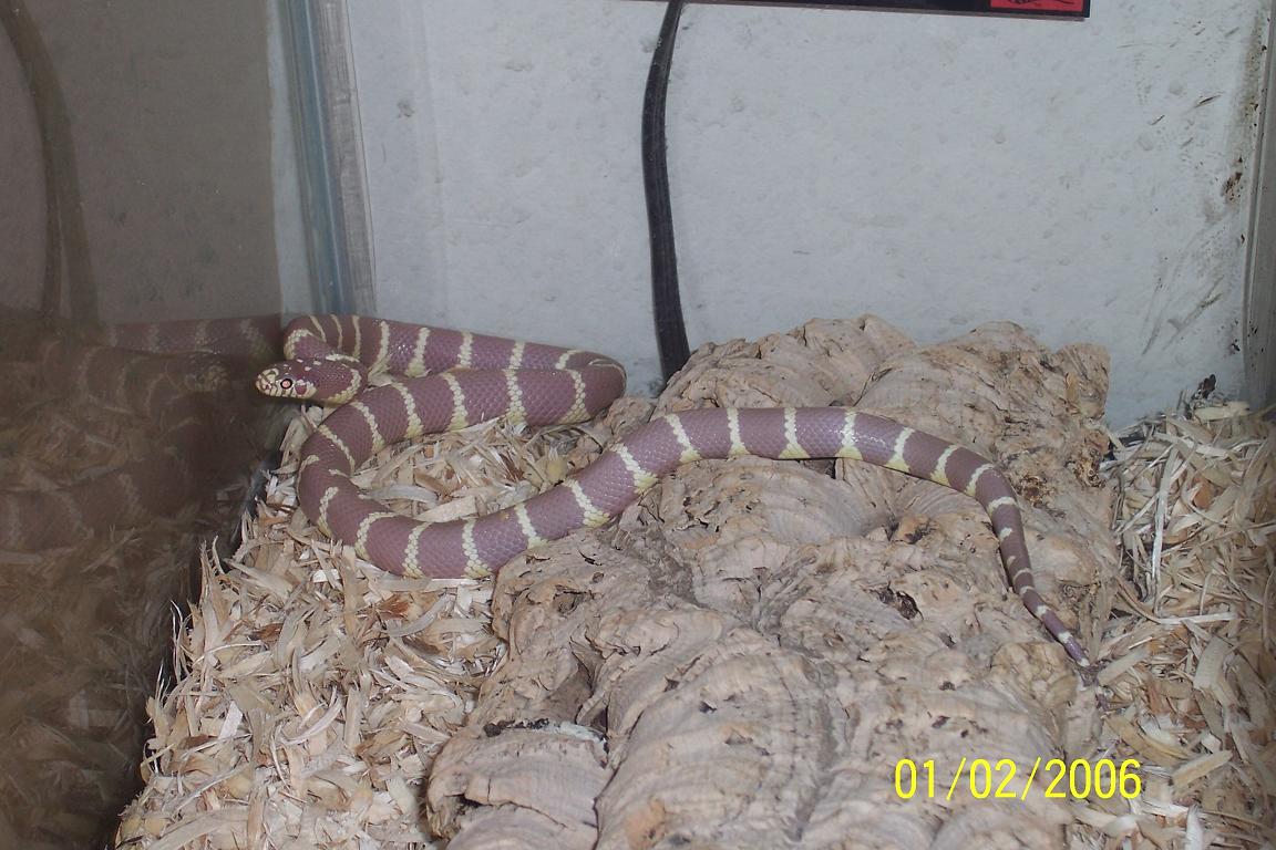 Jewel: Lavender albino cal king