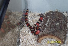 Katie: apricot pueblon milksnake