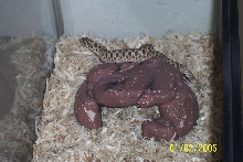 Piggy, my hog