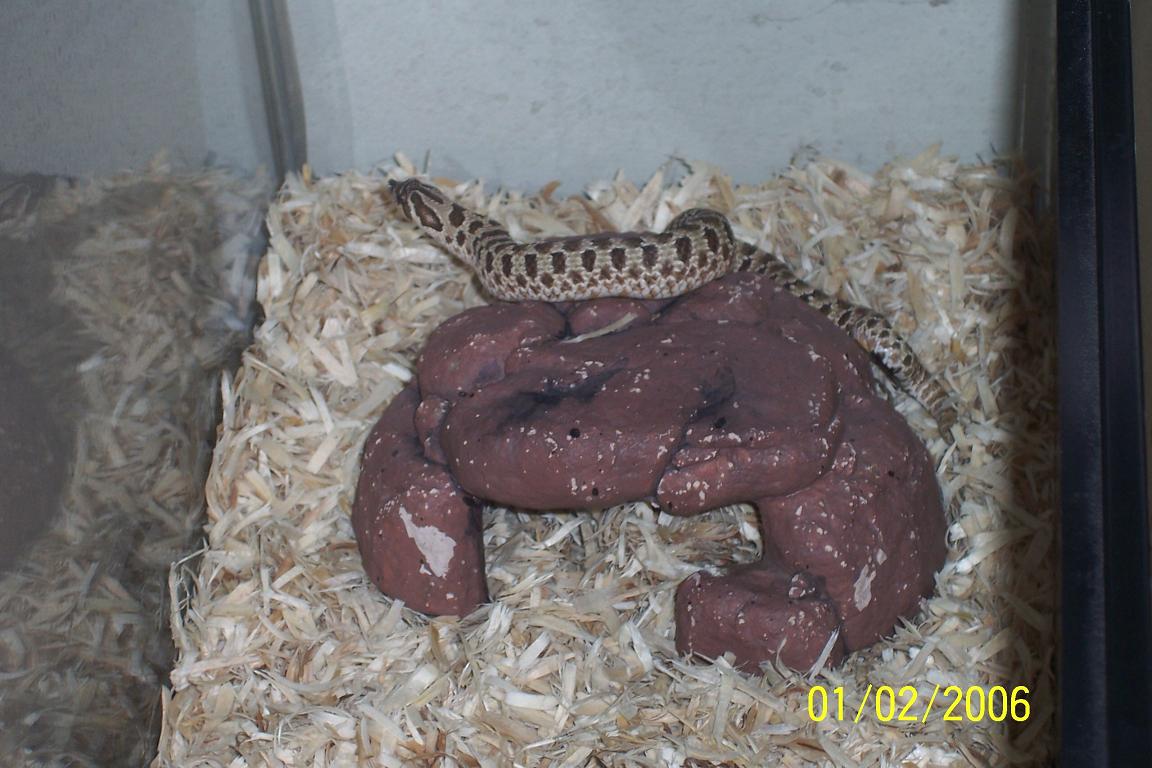 Piggy, my hog