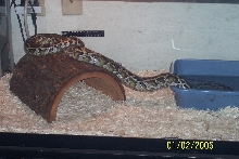 Harley: our DH burmese female